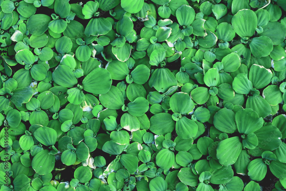 Natural green leaf background for design. Natural green leaf background for design.