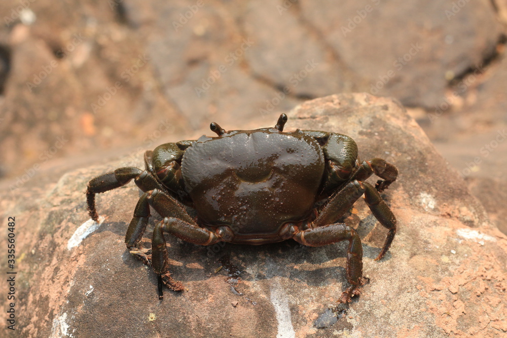 Black crab on rock. The back of the crab looks like a smile. Black crab on rock. The back of the crab looks like a smile.