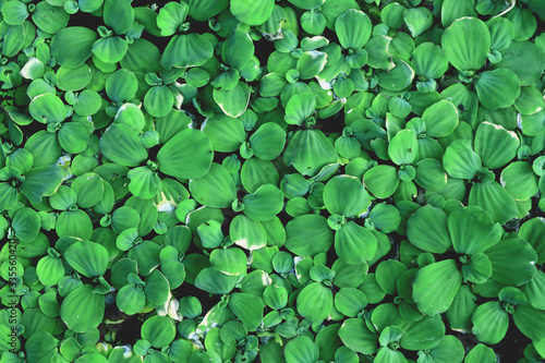 Natural green leaf background for design. 
