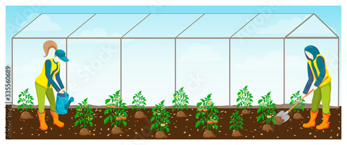 farmers at work in greenhouse. tomatoes seedling rows in glasshouse and couple of gardeners watering and taking care about tomato plantation vector illustration. farming or gardening horizontal banner