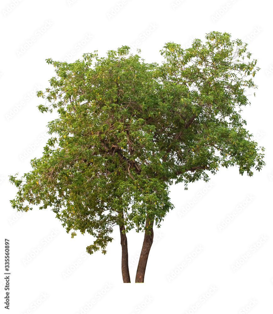Obraz premium The Big tree with beautiful structure isolate on white background, tropical trees isolated used for design, advertising and architecture