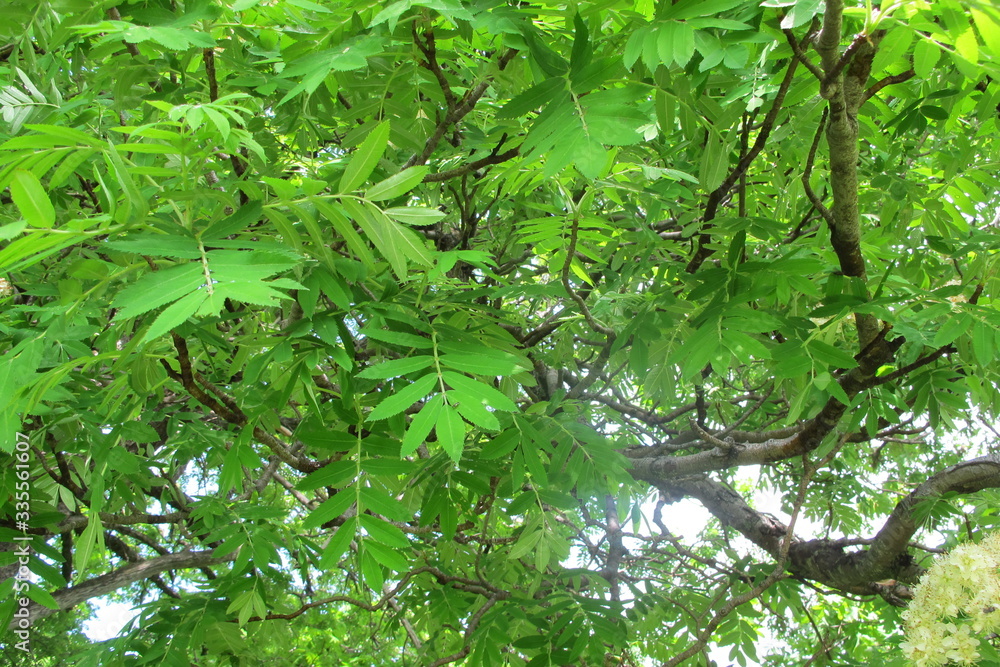 Fototapeta premium arbol