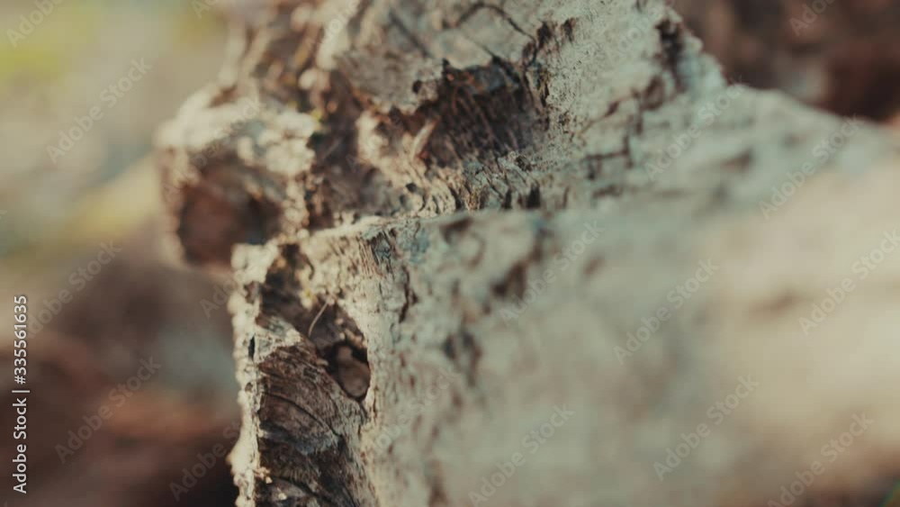 Macro bark of brown wood tree in forest environment landscape textured detail park dark branch sunshine grung beautiful light close up slow motion Macro bark of brown wood tree in forest environment landscape textured detail park dark branch sunshine grung beautiful light close up slow motion