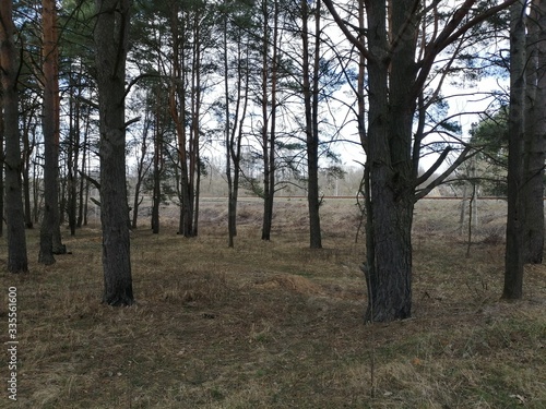 trees in the forest