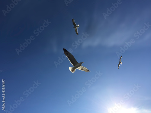 Seagulls play in the sky over the sea in the rays of the bright sun. The concept of ecology and freedom.