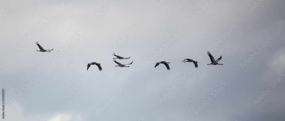 Fototapeta premium Wildlife