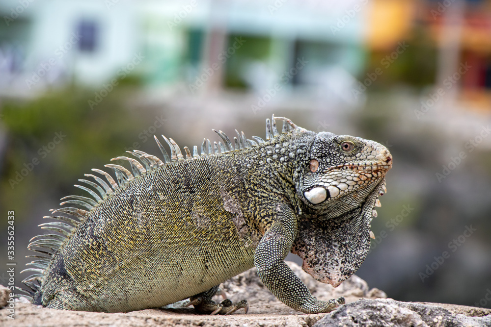 Fototapeta premium Iguana on Curacao animal in the wild