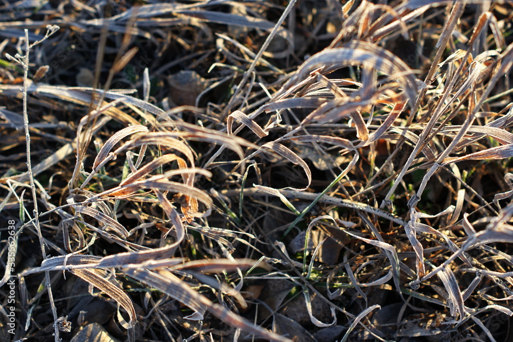 Last year's grass covered with spring frost Last year's grass covered with spring frost