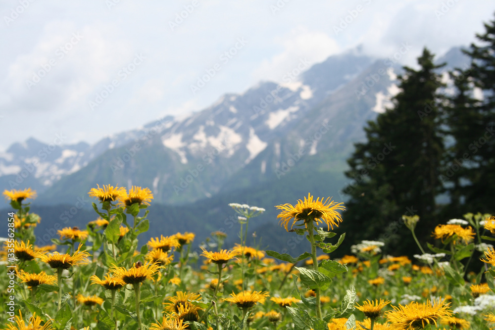 Scenic summer landscape of Caucasus mountains with yellow flowers. Krasnaya Polyana, Sochi, Russia.