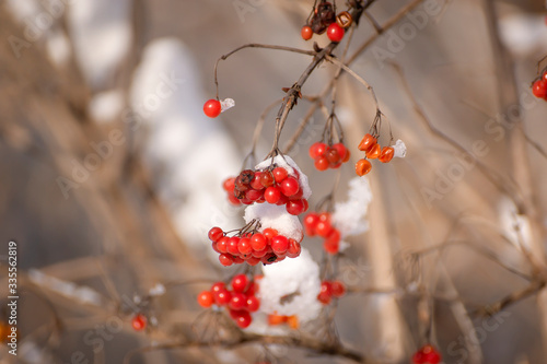 Scarlet, beautiful berries of viburnum on the branches in the snow.