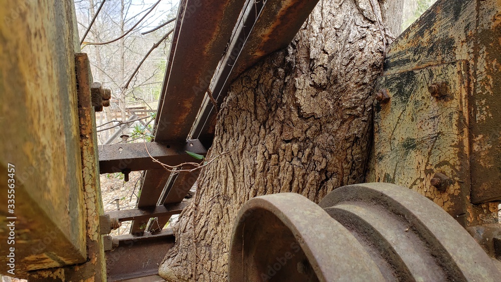 old rail with a tree growing around it