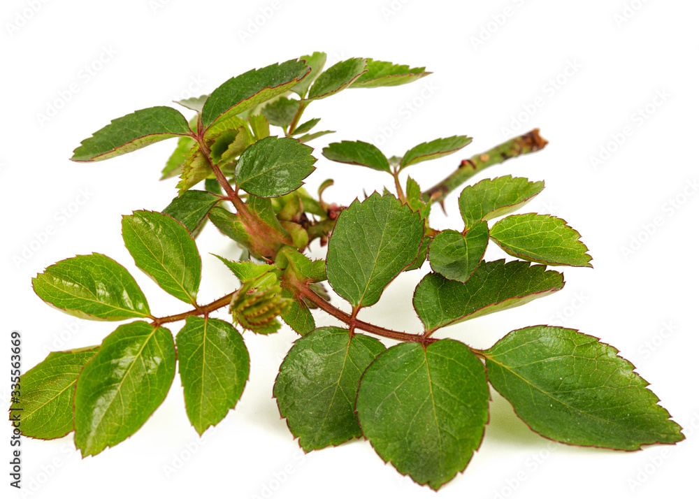 Small twig of rose with young green leaves and thorns, isolated on white background Small twig of rose with young green leaves and thorns, isolated on white background