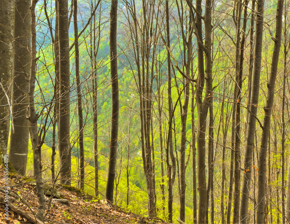 Fototapeta premium Central Balkans Mountain, Bulgaria - CIRCA 2017. Greenery in the woods of Central Balkan National park. Oaks, beech trees and pines having their first spring leaves.