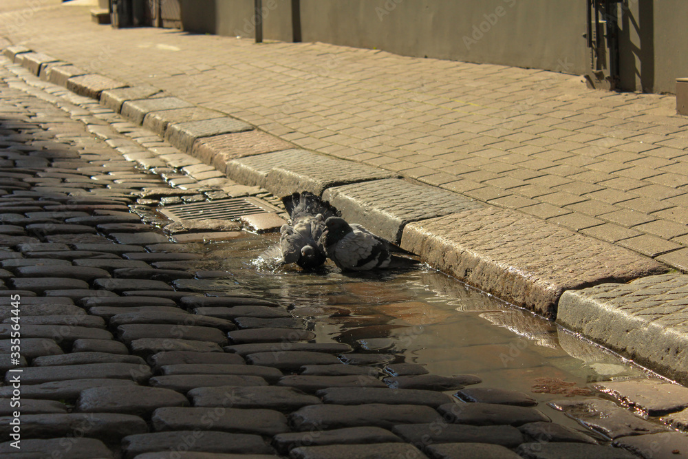 Couple of pigeons that have a bath in a puddle. Loving pigeons at the ...