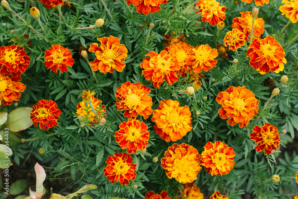 flower background of orange flowers marigolds in the garden in summer