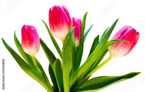 Fototapeta Naklejka Na Ścianę i Meble -  pink tulips isolated on white