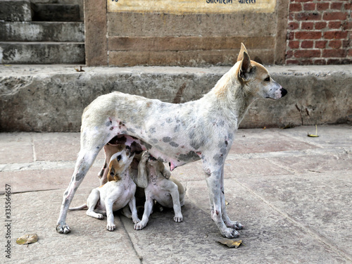 Puppies suck on a mother dog. Close-up.