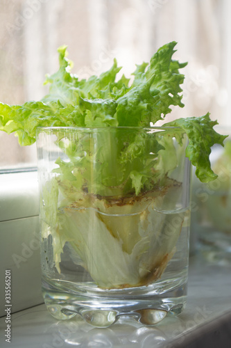 Growing lettuce in water from scraps in kitchen and on a window sill