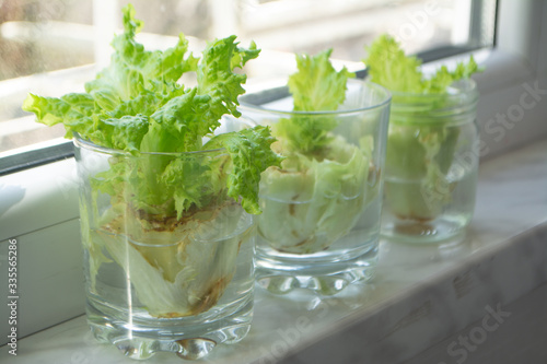 Growing lettuce in water from scraps in kitchen and on a window sill photo