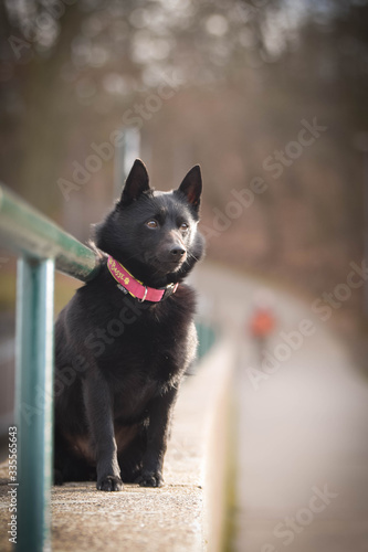 Young female of schipperke is sitting on wall. She has so nice face. She is so patient model. © doda
