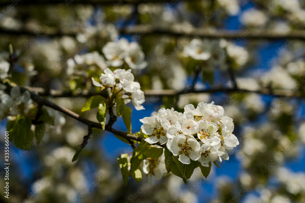 Nature spring sunny day outdoor Nature spring sunny day outdoor