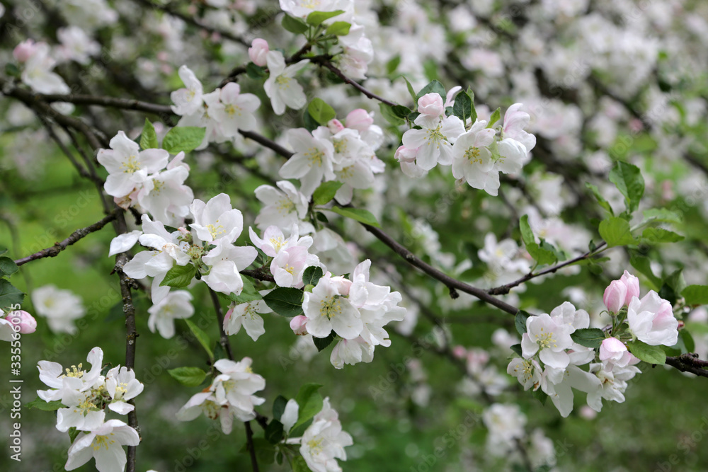 Flowering apple trees in Loshitsky park in the city of Minsk, Belarus