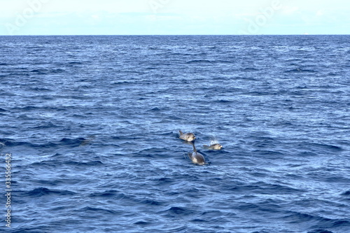 dolphins swimming in atlantic ocean in front of la gomera  canary islands in spain