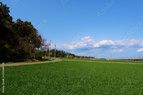 春 田舎 麦畑 風景 杤木
