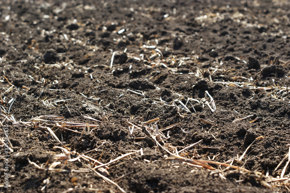 Freshly plowed field of chernozem with the remains of dry tops from last year