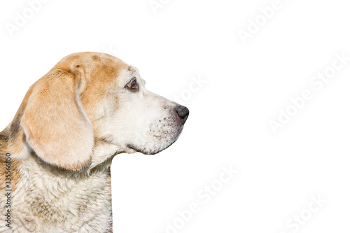 Fototapeta Naklejka Na Ścianę i Meble -  Beagle dog look to the side. Domestic animal watching. Empty copy space isolated on white background. Head portrait while sitting. Dog sees something.