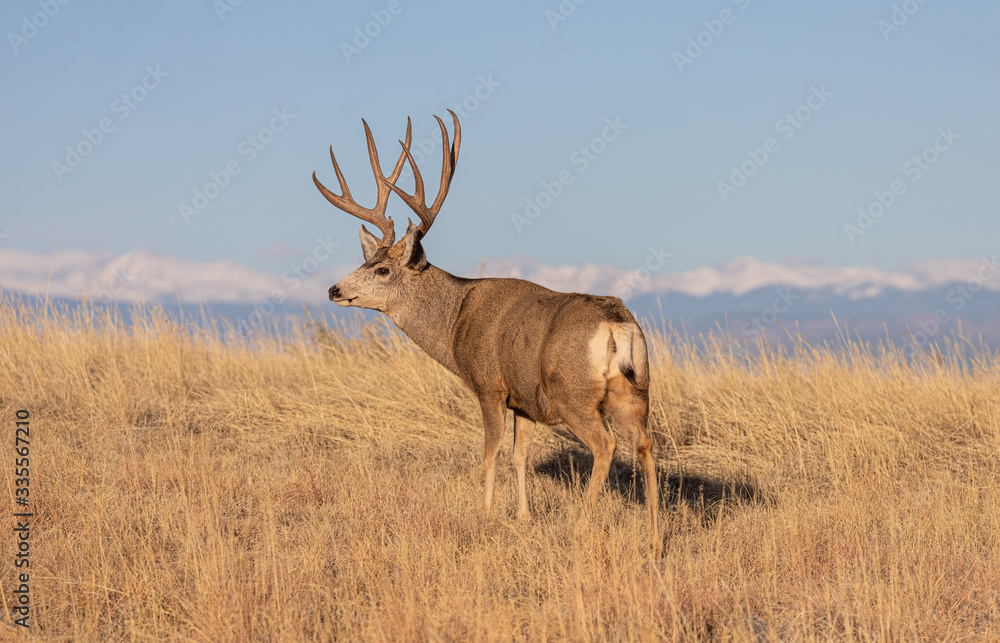 Mule Deer Buck in Colorado during the Rut in Autumn Mule Deer Buck in Colorado during the Rut in Autumn