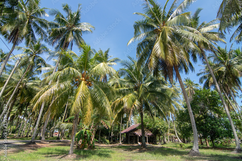 Wooden house in coconut farm at Penang, Malaysia. Wooden house in coconut farm at Penang, Malaysia.