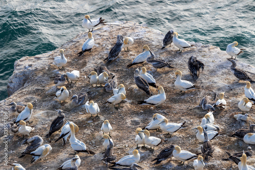 Gannet colony at Muriway in New zealand. North Island.