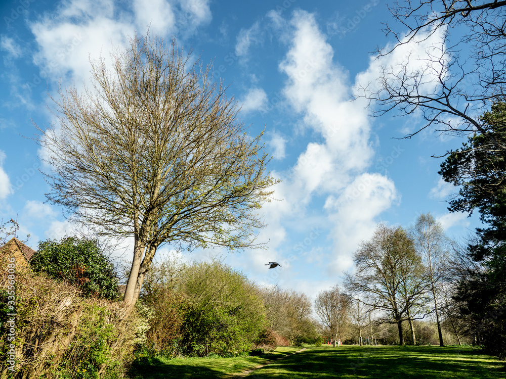 Obraz premium OLYMPUS DIGITAL CAMERA - SUN IN THE PARK