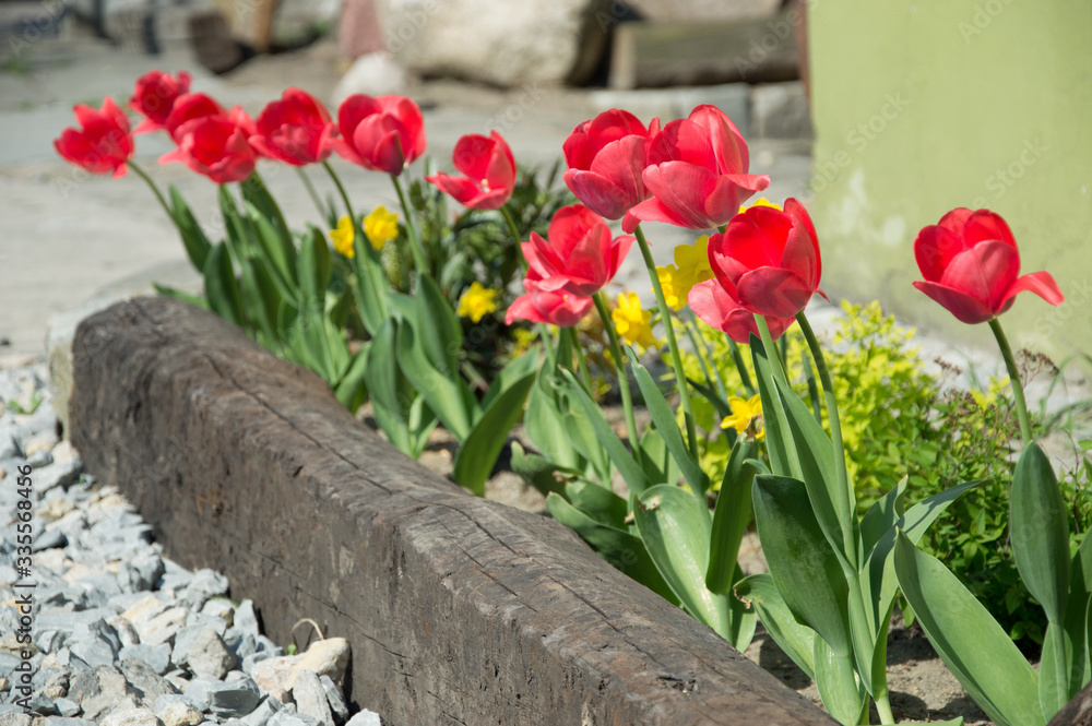Fototapeta premium Tulipanowy ogród