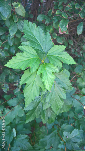 green leaves background