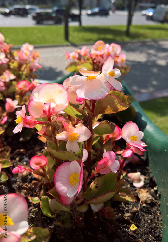 Spring flowers in city