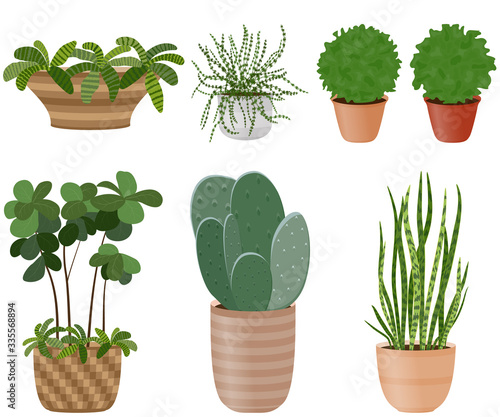 Set of indoor plants. Potted flowers for the balcony. Flora to create a cozy design in the house. Healthy microclimate in the room.