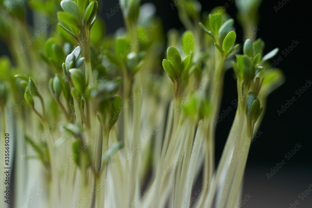Detail of Lepidium sativum plant. Known as Cress or Garden cress. Detail of Lepidium sativum plant. Known as Cress or Garden cress.
