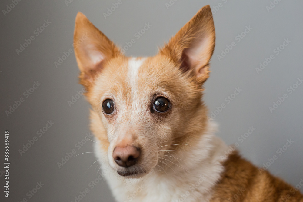Portrait of a beautiful little smart dog Portrait of a beautiful little smart dog