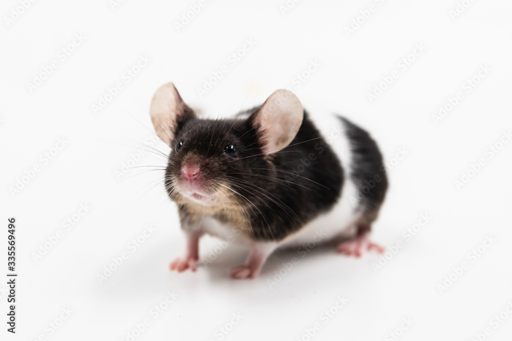 portrait of a pet mouse on a white background is isolated
