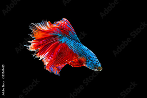 Foto The moving moment beautiful of red and blue siamese betta fish or fancy betta splendens fighting fish in thailand on black background