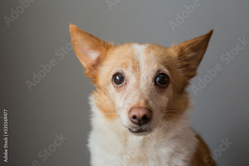 Portrait of a beautiful little smart dog