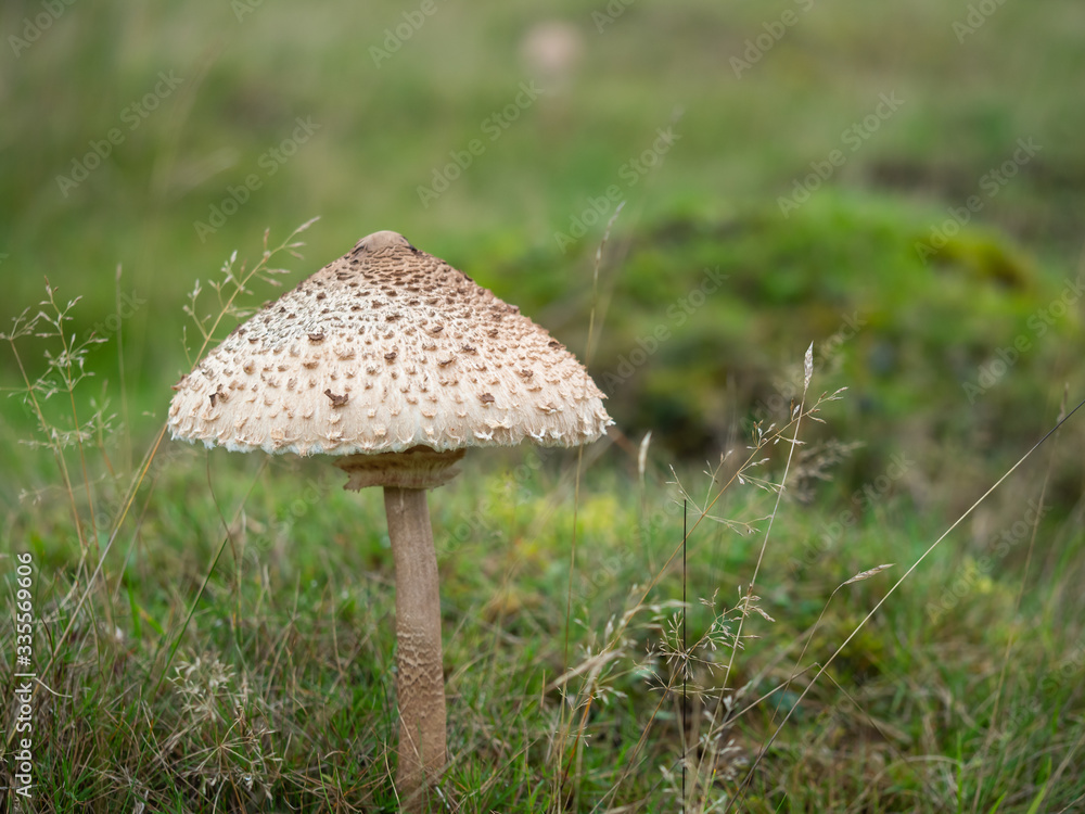 Shaggy Parasol Mushroom in a Meadow, Chlorophyllum rhacodes Shaggy Parasol Mushroom in a Meadow, Chlorophyllum rhacodes