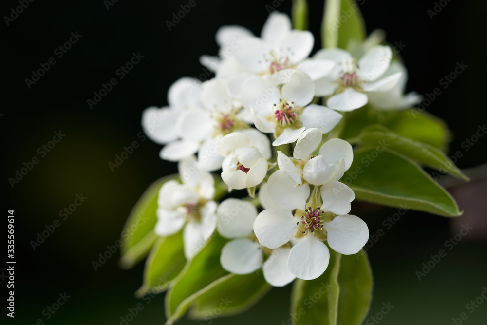 Blooming tree Pyrus communis in the garden. Known as European pear or Common pear. Detail of flowers. Blooming tree Pyrus communis in the garden. Known as European pear or Common pear. Detail of flowers.