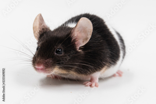 small hamster pet with isolated background