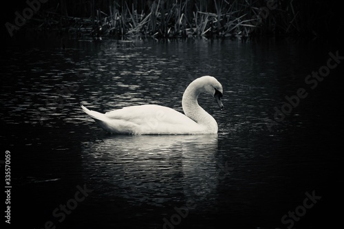 Fototapeta Naklejka Na Ścianę i Meble -  Black and white, silver tone swan on the lake