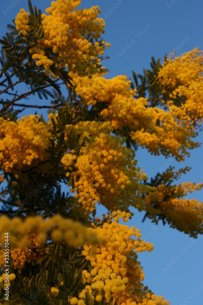 Sunset on yellow mimosa on clear blue sky Sunset on yellow mimosa on clear blue sky
