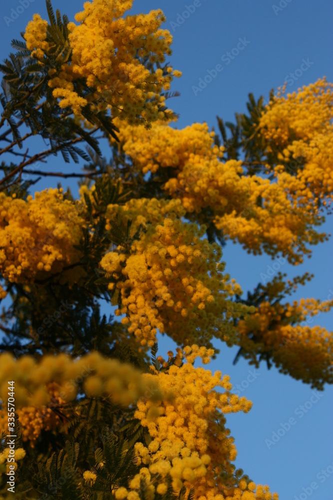 Sunset on yellow mimosa on clear blue sky