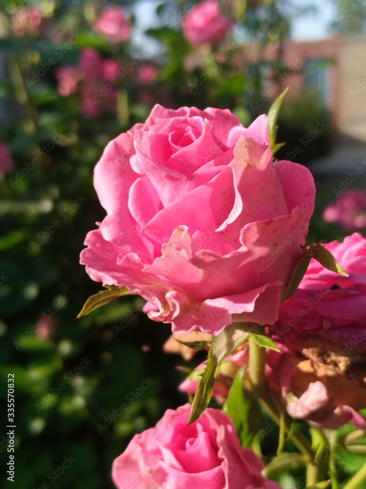 red, roses, pink, flower, rose, nature, bouquet, flowers, love, garden, blossom, floral, petal, plant, beautiful, gift, valentine, beauty, bloom, green, petals, white, flora, isolated, wedding red, roses, pink, flower, rose, nature, bouquet, flowers, love, garden, blossom, floral, petal, plant, beautiful, gift, valentine, beauty, bloom, green, petals, white, flora, isolated, wedding